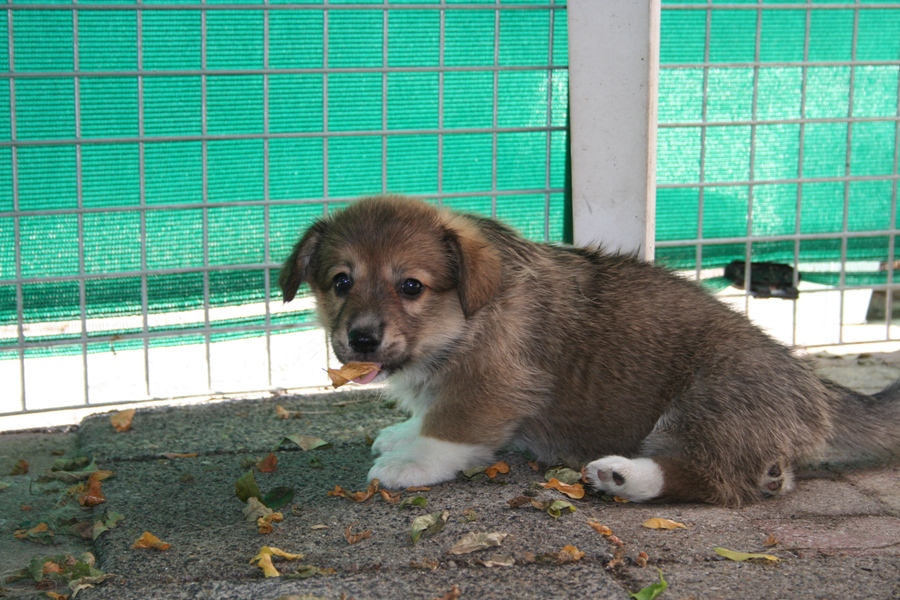 Puppies